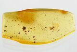 Fossil Wasp (Bethylidae) In Baltic Amber #372514-1